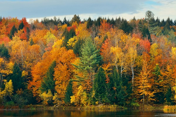 A vibrant autumn forest with a mix of colorful trees in shades of orange, yellow, and green, reflecting on a calm lake.
