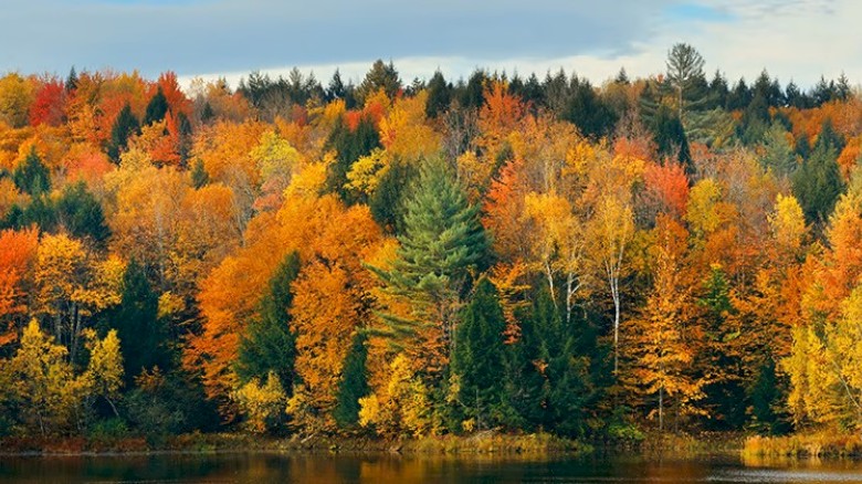 A scenic view of a forest in autumn, showcasing vibrant orange, yellow, and green foliage by a calm lake under a partly cloudy sky.