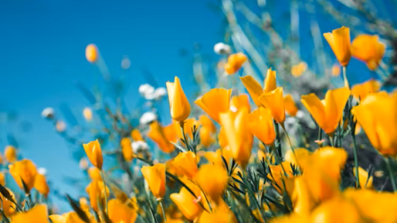 Bright yellow flowers bloom under a blue sky, creating a vibrant and cheerful outdoor spring scene.