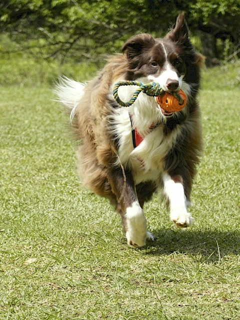 A Border Collie flies across a grassy field with a toy in its mouth on a sunny day.