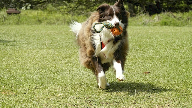 A Border Collie flies across a grassy field with a toy in its mouth on a sunny day.