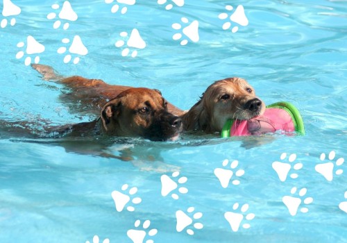 Two dogs are swimming in a pool; one is holding a pink toy in its mouth.