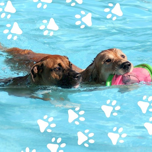 Two dogs are swimming in a pool; one is holding a pink toy in its mouth.