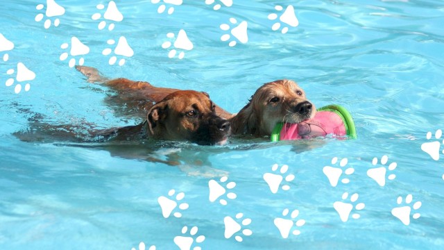 Two dogs are swimming in a pool; one is holding a pink toy in its mouth.